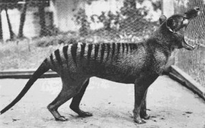 Tasmanian Tiger 1933