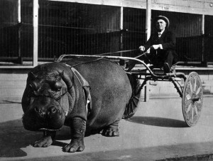 hippo cart 1924