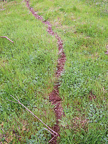 220px-Ant_trail