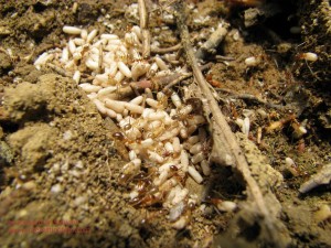 ants-eggs-interesting-1