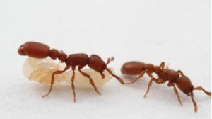 ants2--330x185