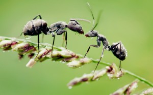 dew-ants