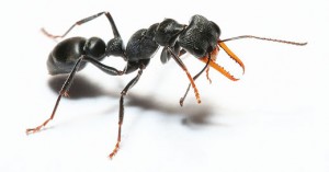 jack-jumper-ant