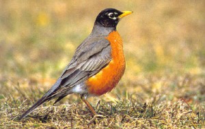 AMERICAN-ROBIN-Pictures