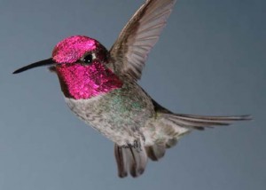 Anna's_Hummingbird