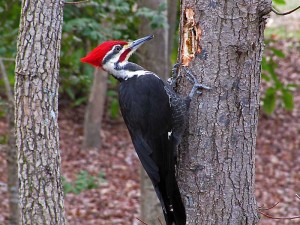 pileated-woodpecker-male_1421_web1