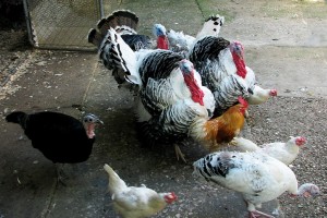turkey-n-chicken-parade-4944