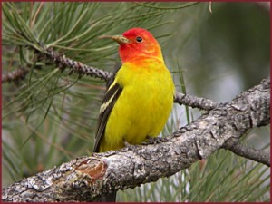 western_tanager2