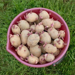 13750648-the-red-bucket-full-of-seed-potatoes