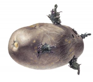 Kartoffel-1
