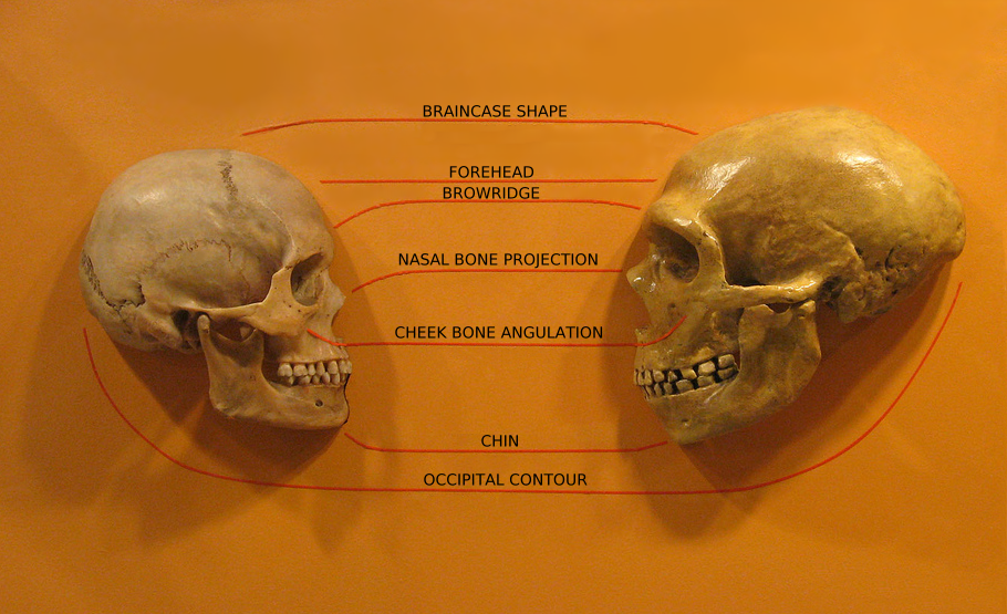Sapiens_neanderthal_comparison_en