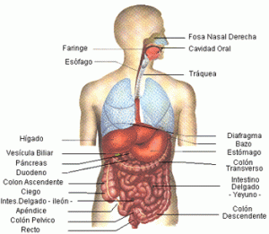 aparato-digestivo-anatomia-humana931