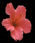 hawaii flower