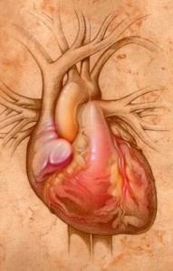 corazon-ilustracion