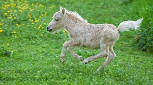 baby-pony