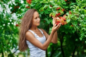 8371651-beautiful-woman-picking-guelder-rose-berries