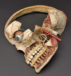 Wax anatomical model of female human head showing internal struc