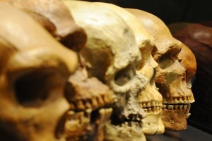 ang-darvin-skulls-BM-Bayern-Berlin