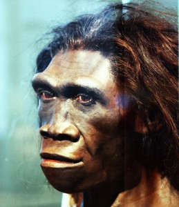 Homo_erectus_adult_female_-_head_model_-_Smithsonian_Museum_of_Natural_History_-_2012-05-17