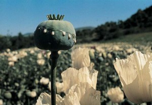 opium-poppy1
