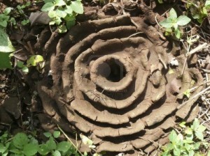15596076-architecture-animal-harvester-ants-nest-satara-maharashtra-india