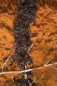 200px-Safari_ants_tunnel