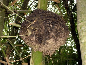 Ant_nest_in_tree