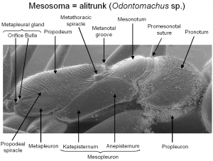 Fig036_Mesosoma