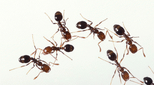 Fire_ants