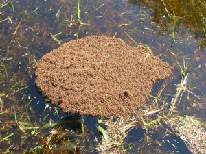 Fire_ants_cluster_in_water