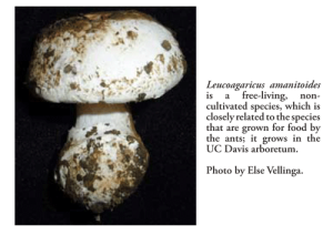 Leucoagaricus_amanitoides