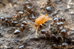 Myrmecophilus8-L