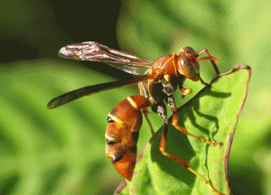 STREPSIPTERA