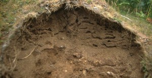Yellow-meadow-ant-nest