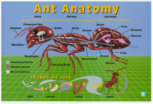 ant anatomy