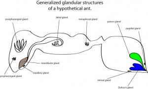 ant-glands