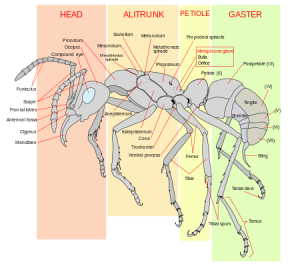 ant parts