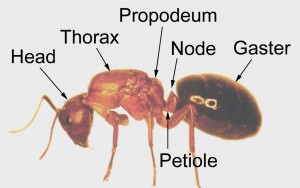 ant_anatomy_ant_copy