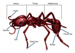 antdiagram