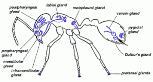 antgland