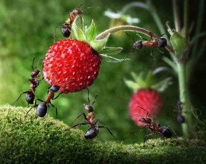 ants-strawberry_2160862k