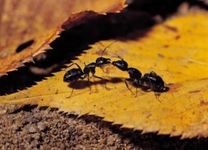 article-new-ehow-images-a08-03-bh-rid-ant-scent-lines-ants-800x800