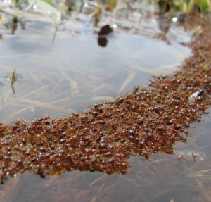 fire_ant_curved_raft_float_bridge