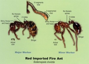 fire_ant_large