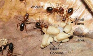 florida_carpenter_ants07