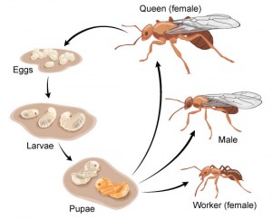 life_cycle