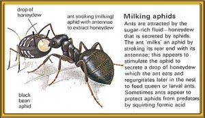 milking aphids