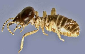 sfl-latest-non-native-termite-in-south-florida-003