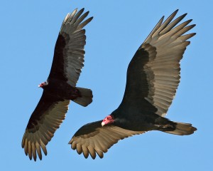 2turkey-vultures-6474-5496