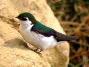 IMG_8878_violet_green_swallow